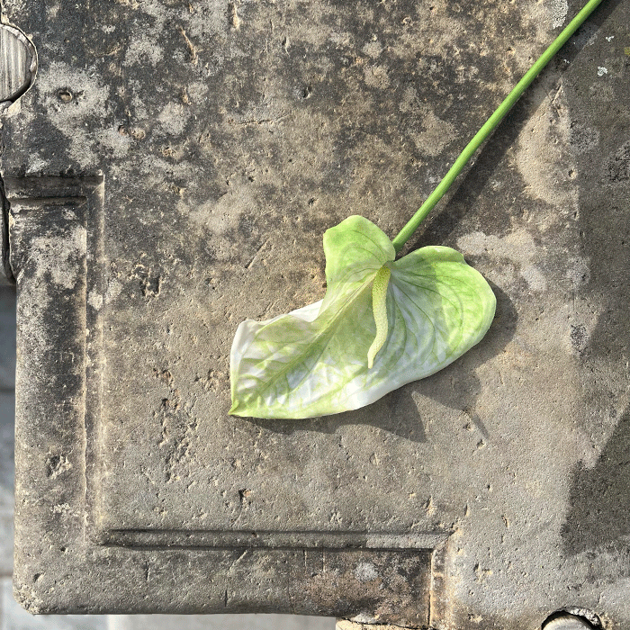 Kunstig Anthurium Lys Grøn