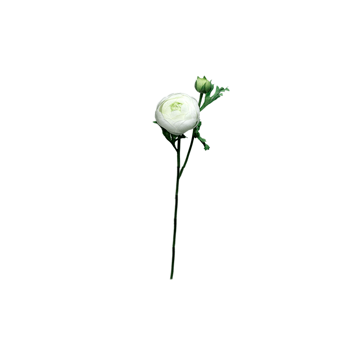 bonderose-hvid