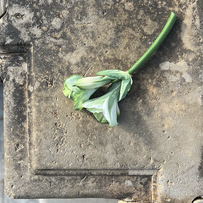 Kunstig Amaryllis Blomst