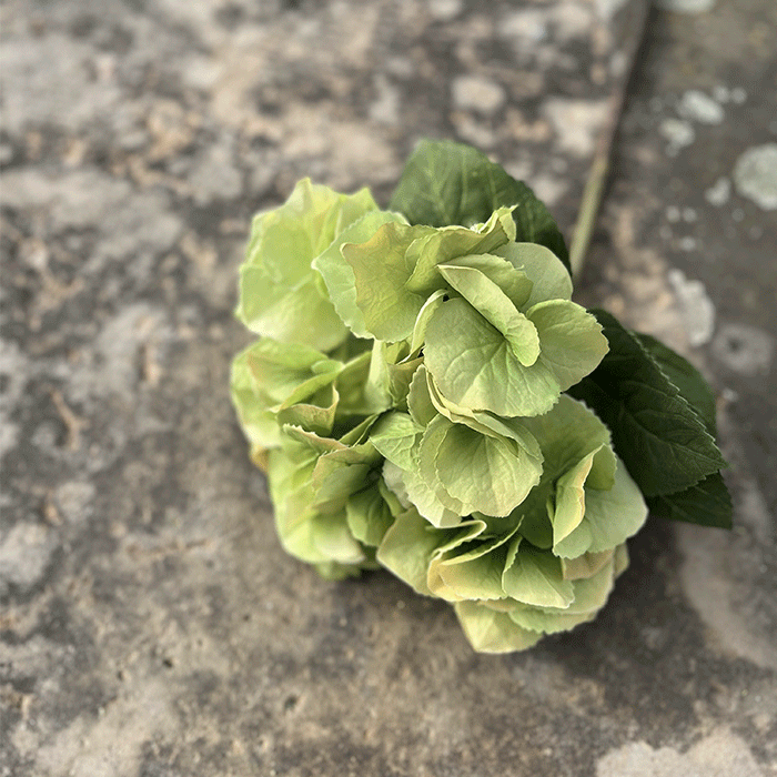 Kunstig Hortensia med Blade Grøn