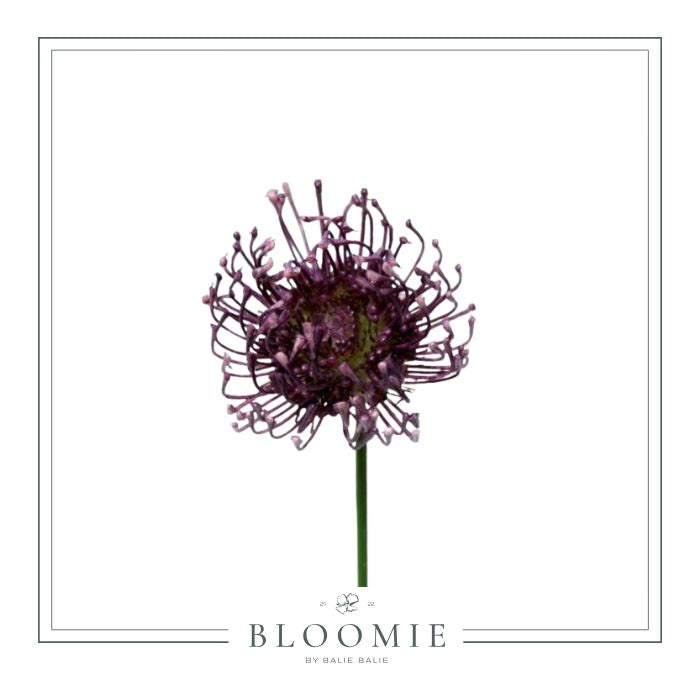 Kunstig Agapanthus Stilk Violet H58 cm