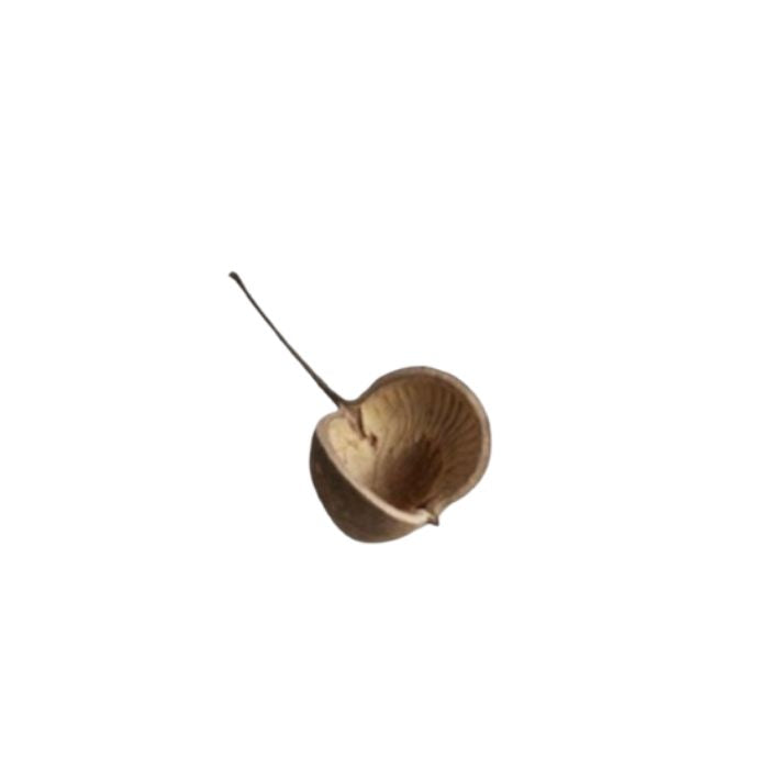 Nøddeskal